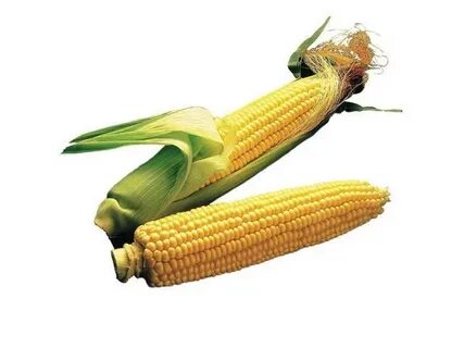 Burpee Illini Xtra Sweet Sweet Corn Seeds 200 seeds - Newegg