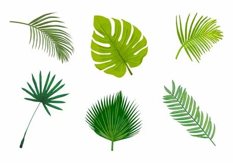 Palm leaf isolated vectors Иллюстрации, Графика, Фотографии