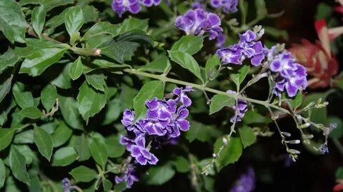 Caring for Duranta Over Winter :: Melinda Myers