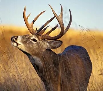 Deer Scents, Do They Work? Deer hunting, Deer hunting blinds