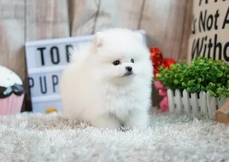 "Pomeranian" Puppies For Sale Orange County, CA #299690