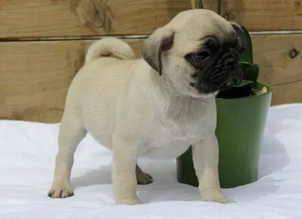 Puggle Puppies For Sale In Michigan - Assemblystatelegislatu