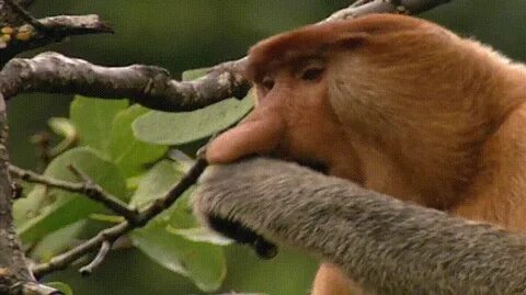 Monkey proboscis nature GIF on GIFER - by Mavenin
