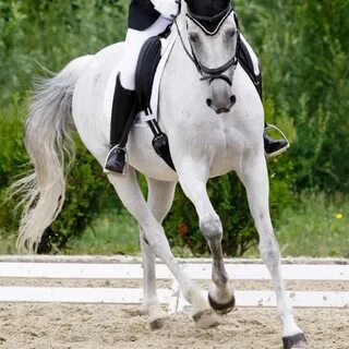 Create More Jump in Your Dressage Horse's Canter - Dressage 