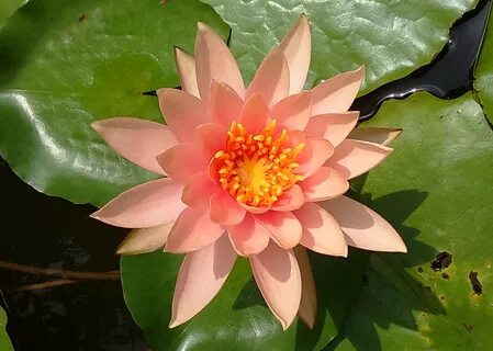 Water lily flower on green leaves free image download