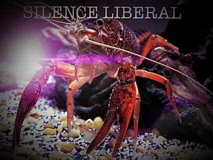 Silence Liberal Crab - The perfect silence liberal animated 
