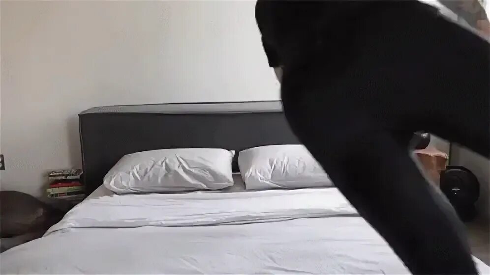 Bed Time Jump GIF - Bed Time Bed Jump - Discover & Share GIF