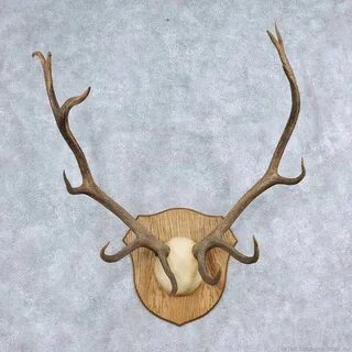 Elk Antler Plaque Mount For Sale #13930 - The Taxidermy Stor
