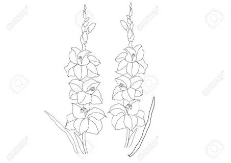 30+ Top For Gladiolus Drawing Armelle Jewellery