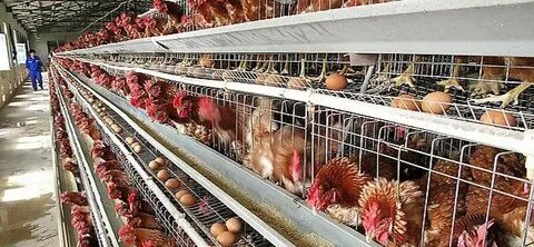 Layer chicken cage, chinachickencage.com Chicken cages, Poul