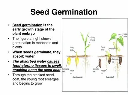 Reproduction of Seed Plants - ppt download