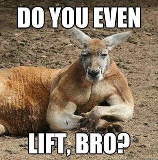 Funny Memes Kangaroo, Male kangaroo, Animals