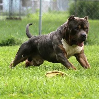 Merle Xl Pitbull Puppies For Sale : Our standard and xl amer
