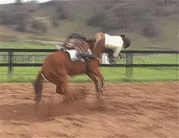 Horse back riding гифки, анимированные GIF изображения horse