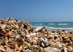 A shell of a day at Blind Creek beach, St Lucie County Beach
