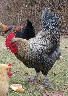 Show off your roosters Page 632 BackYard Chickens - Learn Ho