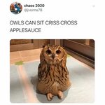 Owls sitting Animals Know Your Meme