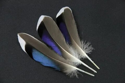 Butchers Blue Mallard Duck feathers (pack of 10)