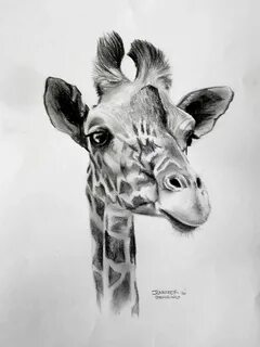 Giraffe Drawing Pencil drawings of animals, Animal drawings 