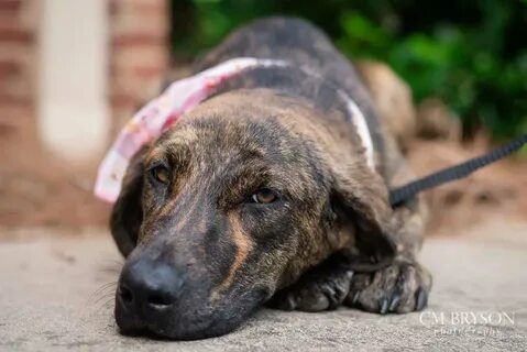 Lady Bird the Plott Hound Mix