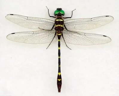 Macromia illinoiensis georgina_mtv Digital Dragonflies Drago