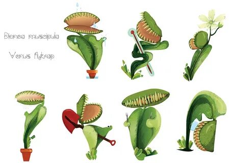 Venus flytrap's guide Behance