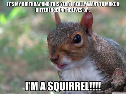 Funny squirrel Memes