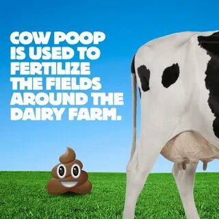 Pin on Dairy Facts