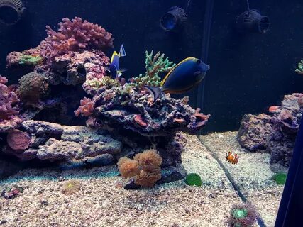 Handmade Coral Reef 420l - Страница 5 - Мой морской аквариум