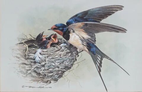 26 Beautiful Picture Of A Barn Swallow - Get New Home Design