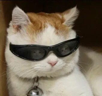 Eu uso óculos ♪ Cute cat quotes, Funny cat memes, Funny meme