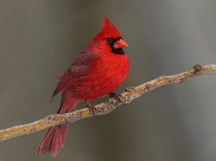 Winter Birds LIST. Northern Cardinal otos/northern_cardinal_