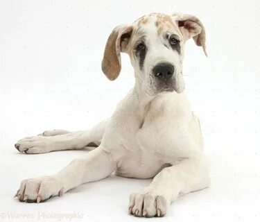 Great Dane puppy - Fawnequin Dog Portrait Great dane puppy, 