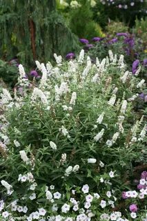 Miss Pearl' - Butterfly Bush - Buddleia x Gardening Butterfl