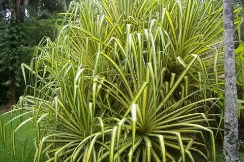 PANDANUS SANDERI - Google Search Evergreen shrubs, Plants, L