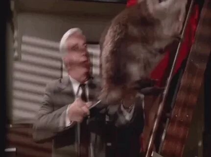 Лучшие Trapping Beaver GIF Gfycat