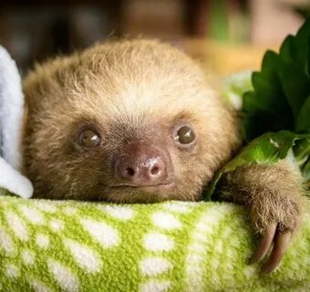 100 Unbearably Cute Sloth Pics To Celebrate The Internationa