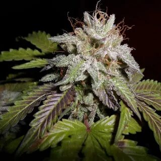 Sunset aka Sunset Sherbet - Pheno Finder Seeds - Freedom See