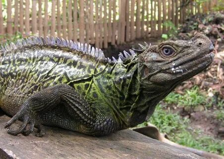 Sailfin Dragon Reptilien, Amphibien, Haustiere