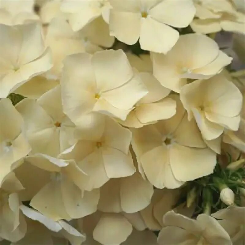 Living and Growing - Phlox Drummondii Grandiflora Isabellina