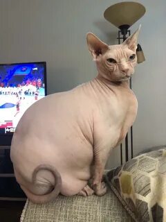 pictures of hairless cats Online Shopping