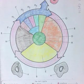 The Cell Cycle Coloring Worksheet Questions Answers - NEO Co