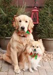 Together wishing a Merry Christmas! Pomeranian and Golden Re