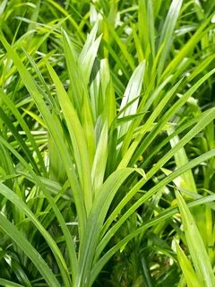 Asian Herb Pandan Leaf Plant (pandanus amaryllifolius) - Urb