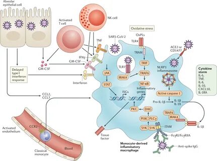 Pathological inflammation in patients with COVID-19: a key r