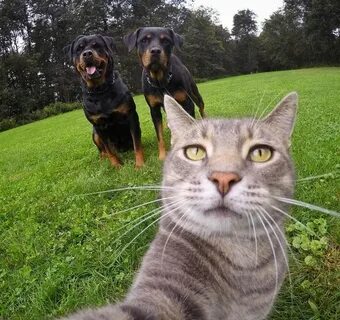 #selfiecat Мемы, Селфи