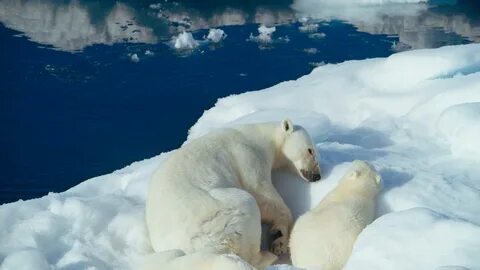 🥇 Polar bears wallpaper (77750)