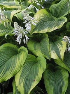 PlantFiles Pictures: Hosta 'Aureomarginata' (Hosta montana),