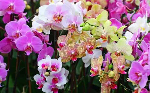 Правила ухода за орхидеями в домашних условиях, если отцвела