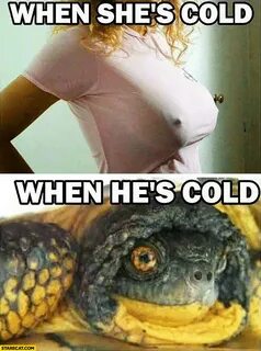 When she’s cold, when he’s cold tutrle tortoise becomes smal